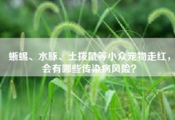 蜥蜴、水豚、土拨鼠等小众宠物走红，会有哪些传染病风险？